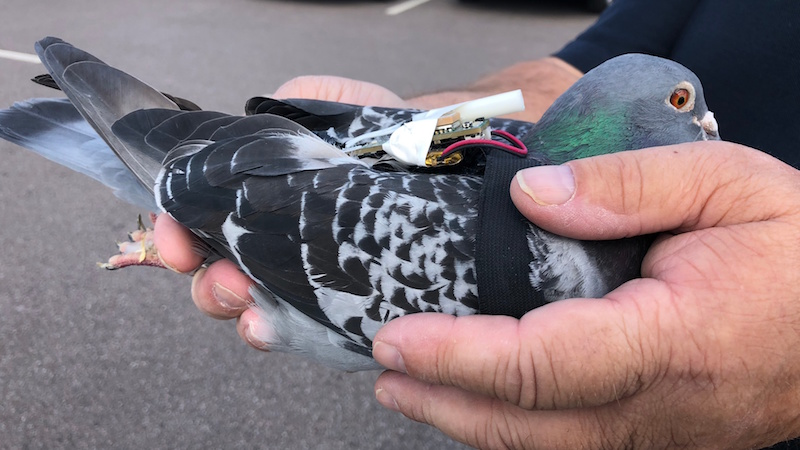 Los investigadores utilizan palomas mensajeras para recoger datos sobre el clima.